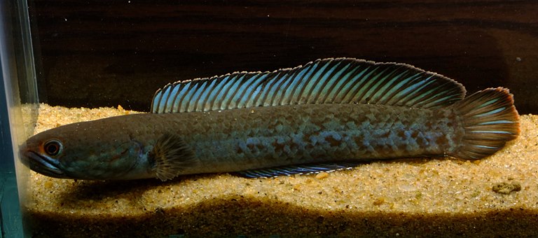 Specimen from an unspecified second collection area in West Bengal state, northern India; this may have appeared in the trade as C. sp. 'real blue'.