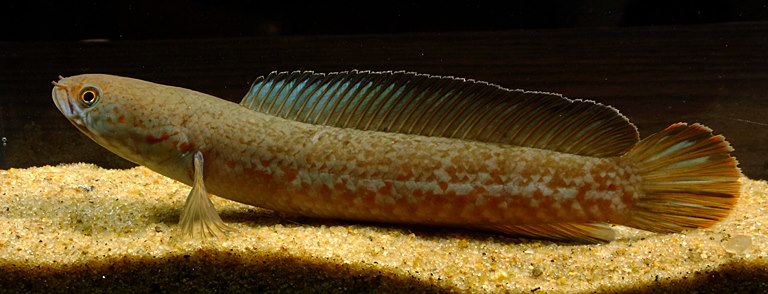 Another specimen from the second collection area.