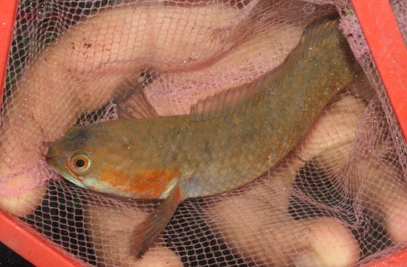 Freshy-collected specimen of C. gachua 'red cheek'.