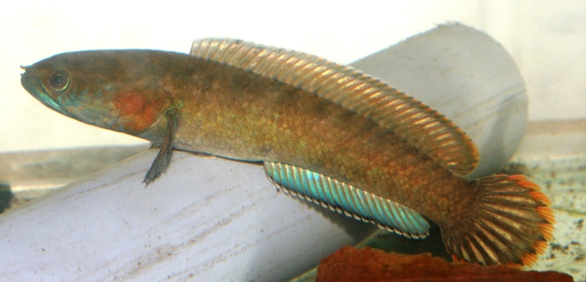 Form from southern India traded as C. gachua 'red cheek'.