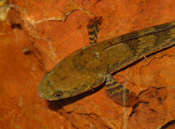 Dorsal view of head and anterior portion of body.