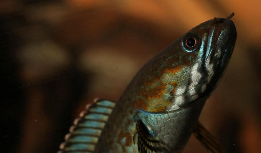 Head detail.