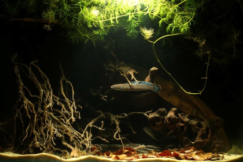 An ideal set-up for C. andrao with dim lighting, submerged branches, leaf litter and surface vegetation.