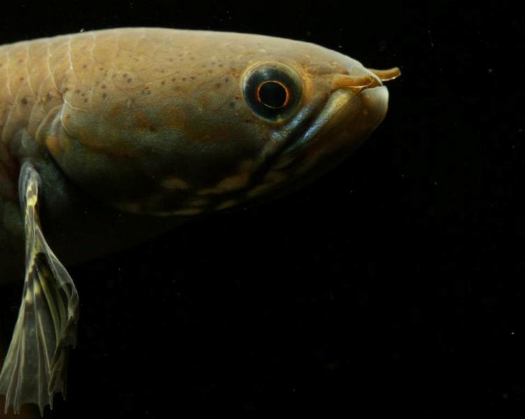 Head detail.