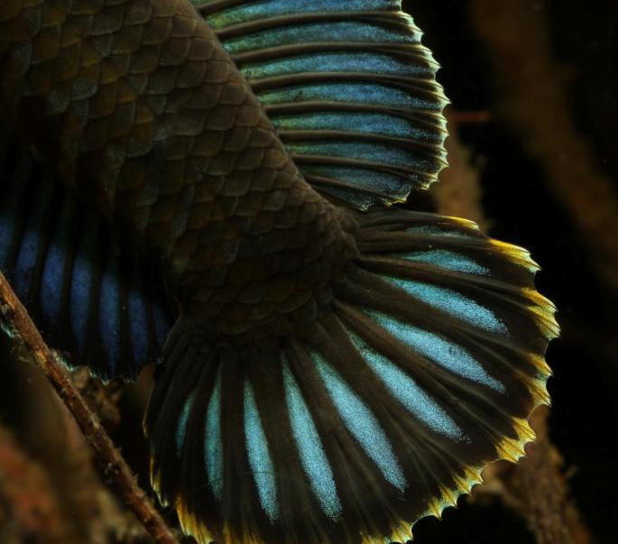 Caudal-fin detail; adult male.