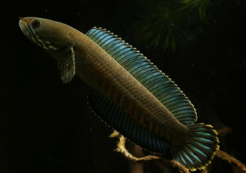 Adult male.