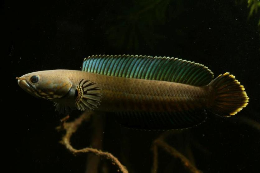 Adult male.
