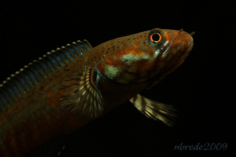 Head detail of adult female.