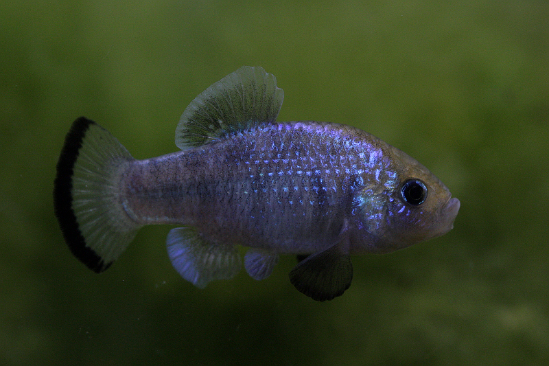 Adult male.
