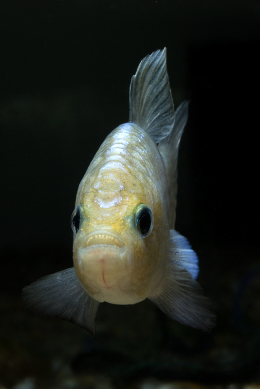 Head detail showing the well-developed teeth.