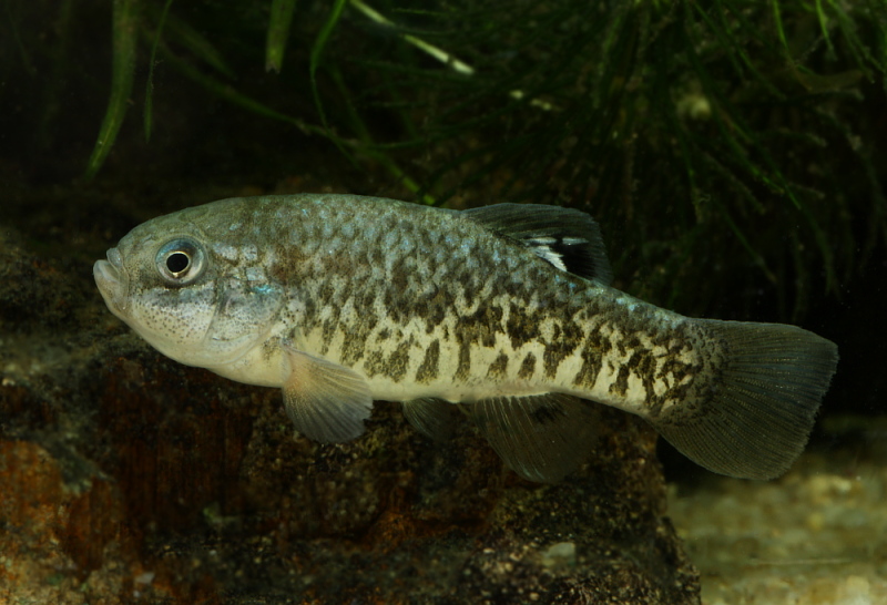 Adult female.