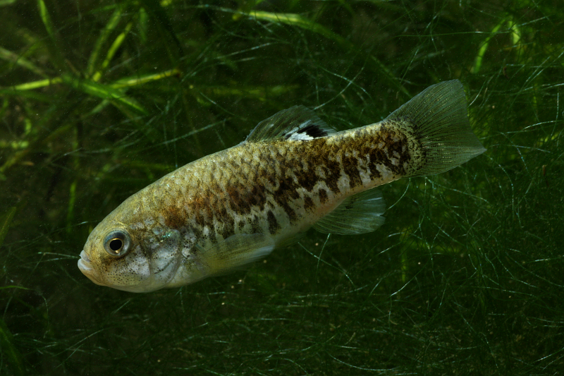 Another adult female.