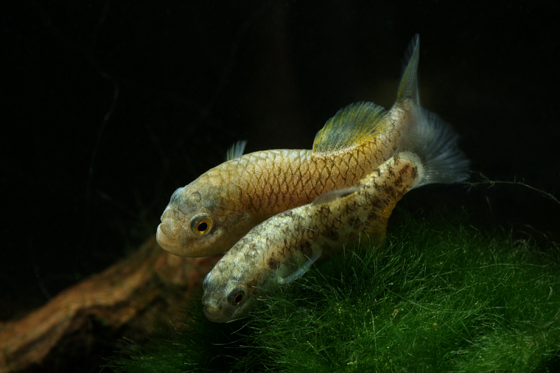 Courting pair about to spawn.