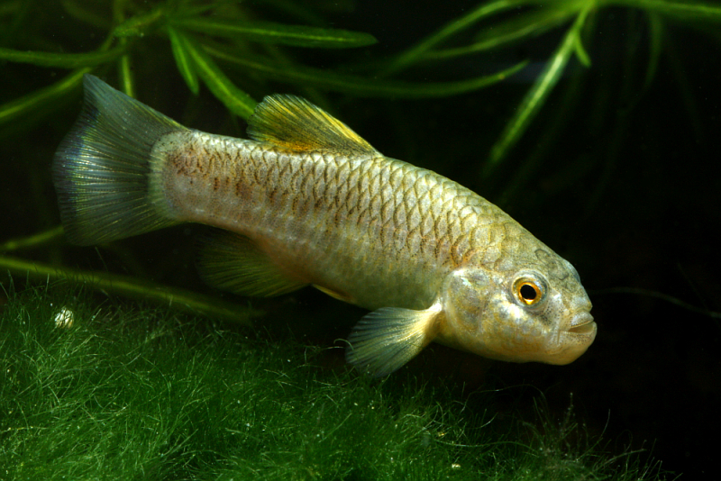 Another adult male.
