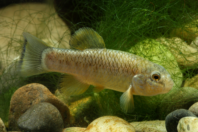 Adult male specimen.