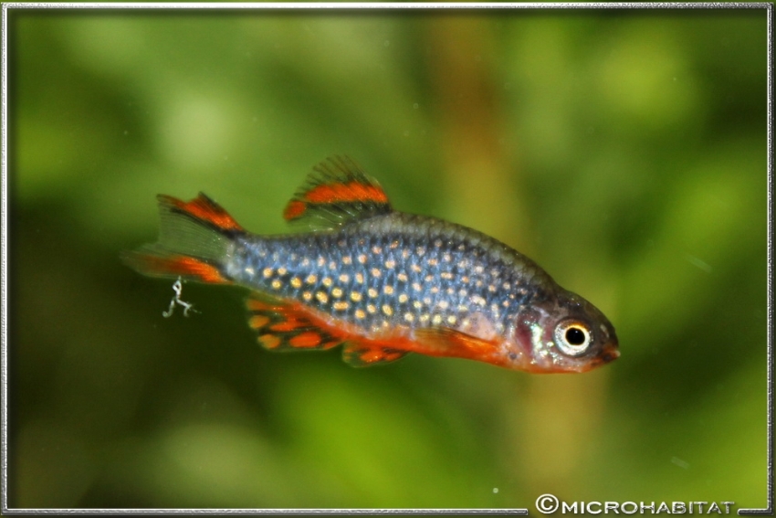 Physically deformed specimens such as this male are increasingly common in the aquarium trade.