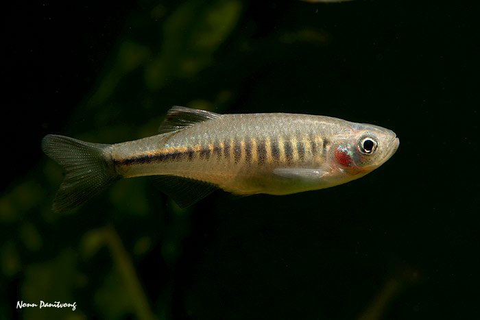 Wild-collected individual.