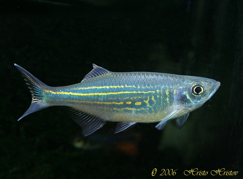 Specimen from the European aquarium trade.