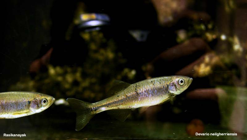 Specimens showing signs of having been collected from polluted water.