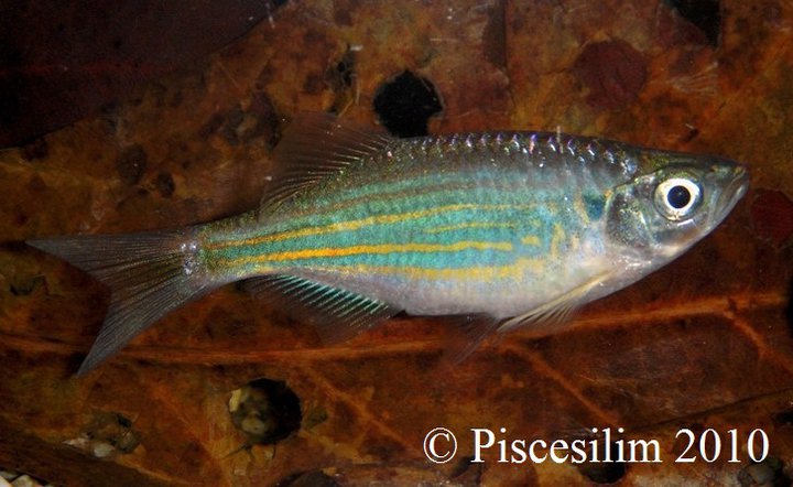 Subadult from Perlis state, Peninsular Malaysia.