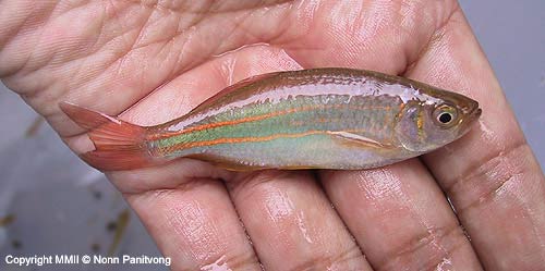 Freshly-collected specimen.