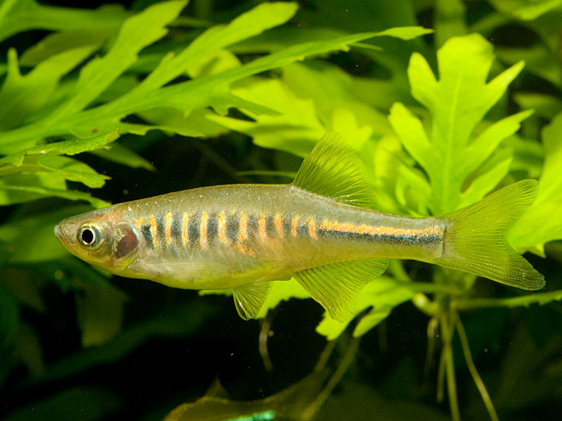 This species has a solid P stripe.