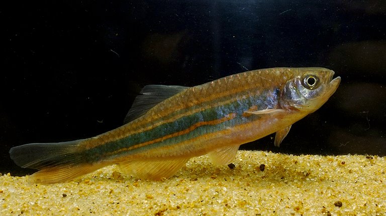 Specimen of the 'blood stripe' form collected in the hills around Darjeeling, West Bengal state, northern India.