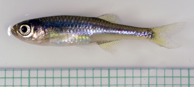 Specimen from the aquarium trade.