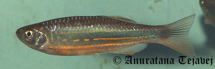 Specimen of the form traded as D. sp. 'Mirik red'.