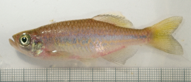 Specimen from the aquarium trade.