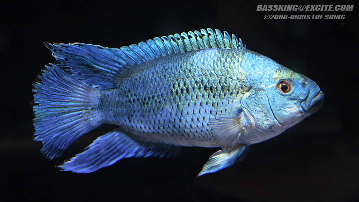 Young adult of the 'electric blue' strain (see 'Notes').
