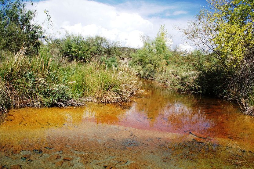 This species is endemic to the hot spring of El Pandeño de los Pando in Chihuahua state, northern Mexico.