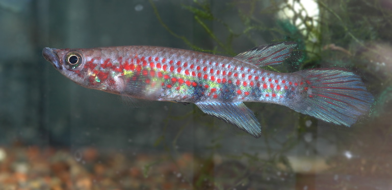 Adult male specimen; collection details unspecified.