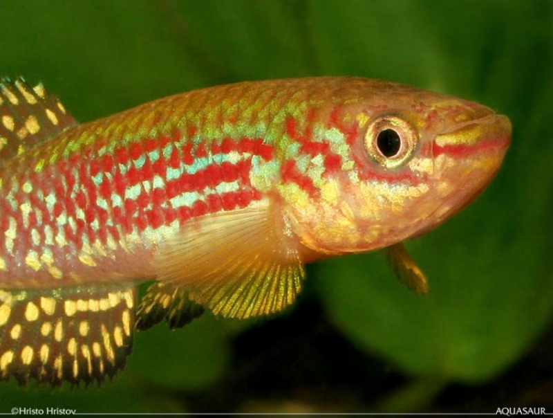 Fundulopanchax gresensi Takwai HH 2