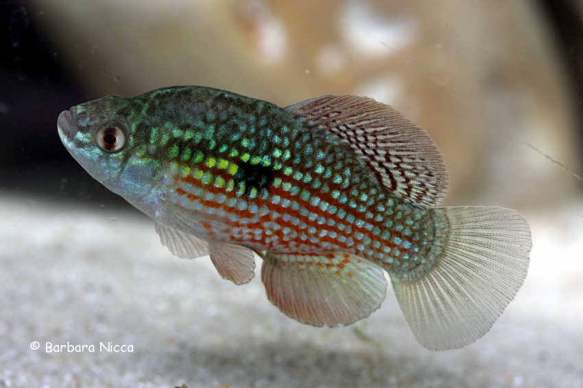 Adult male specimen.