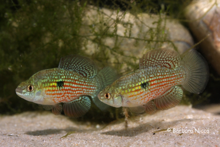 Adult males in territorial display.