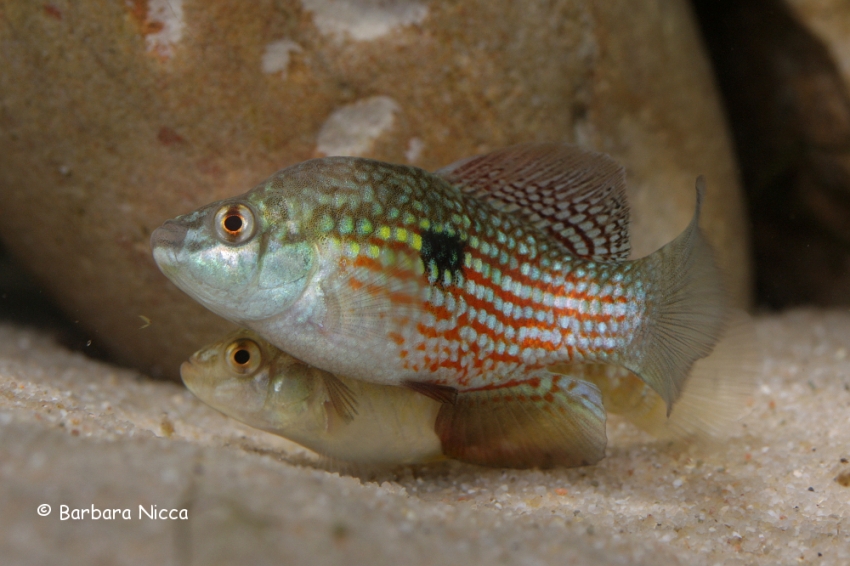 Adult pair in courtship behaviour.