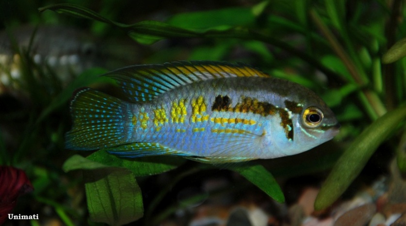 Adult male from the Danish aquarium trade.