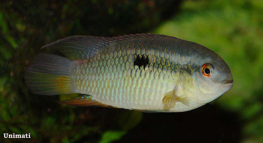Adult male.