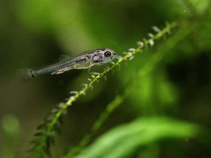 12-day old juvenile.