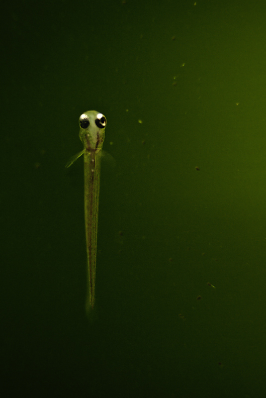 Newly-hatched fry at approximately 2 days of age.