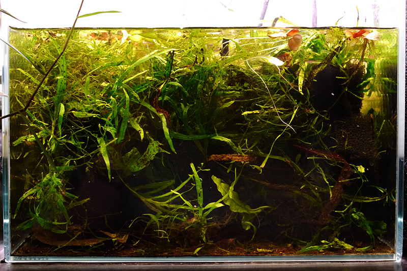 Breeding set-up.