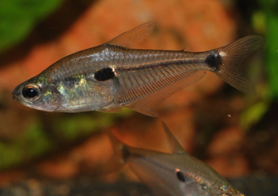 Adult female individual.