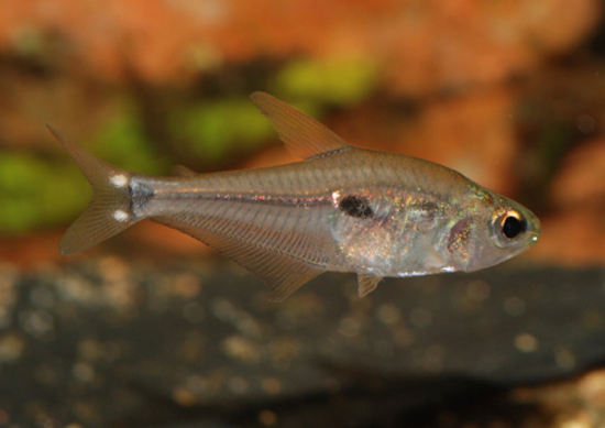 Adult male.
