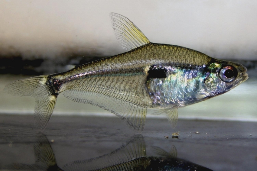 Adult specimen.