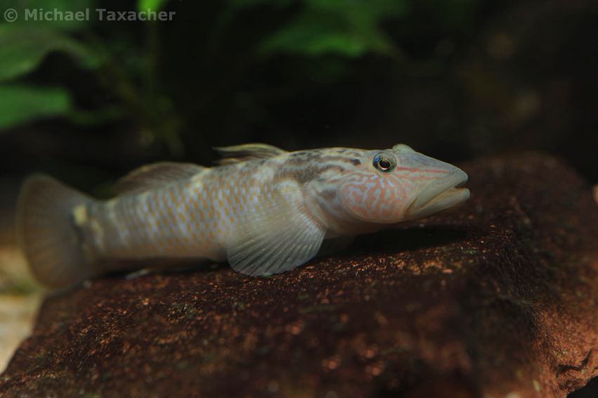 Adult male individual.