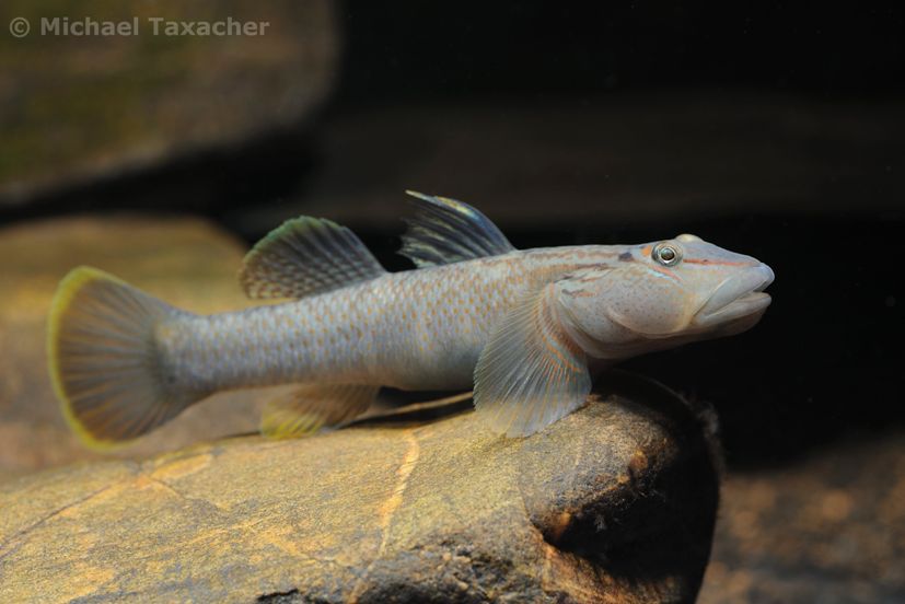 Adult male specimen.