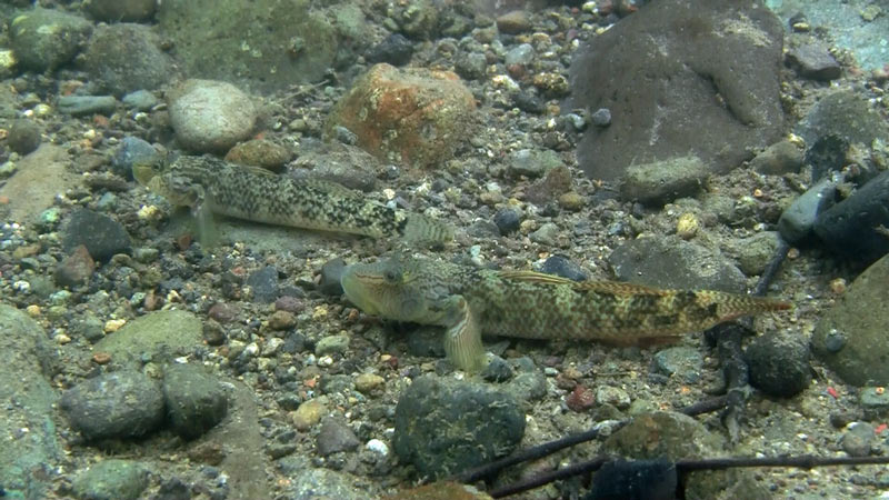 Adult pair photographed in their natural habitat in the Izu Peninsula, Shizuoka Prefecture, Japan.