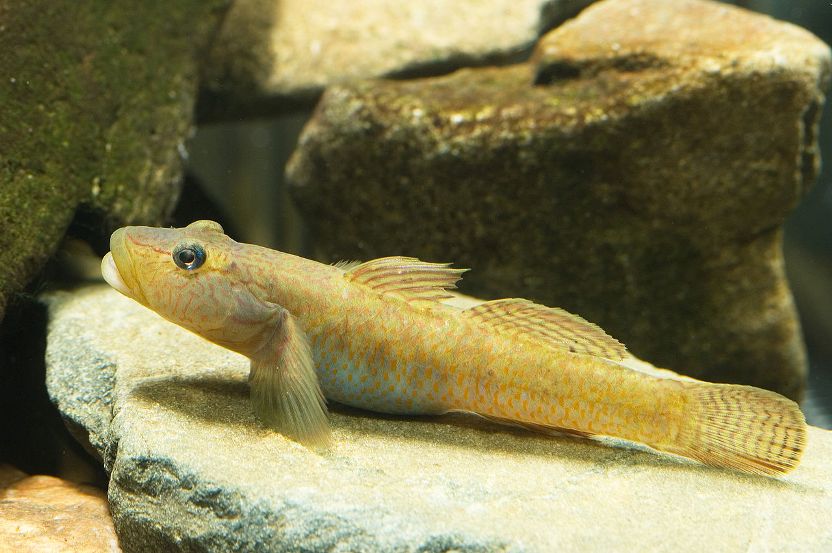 Adult male specimen from Hamamatsu, Shizuoka Prefecture, Japan.