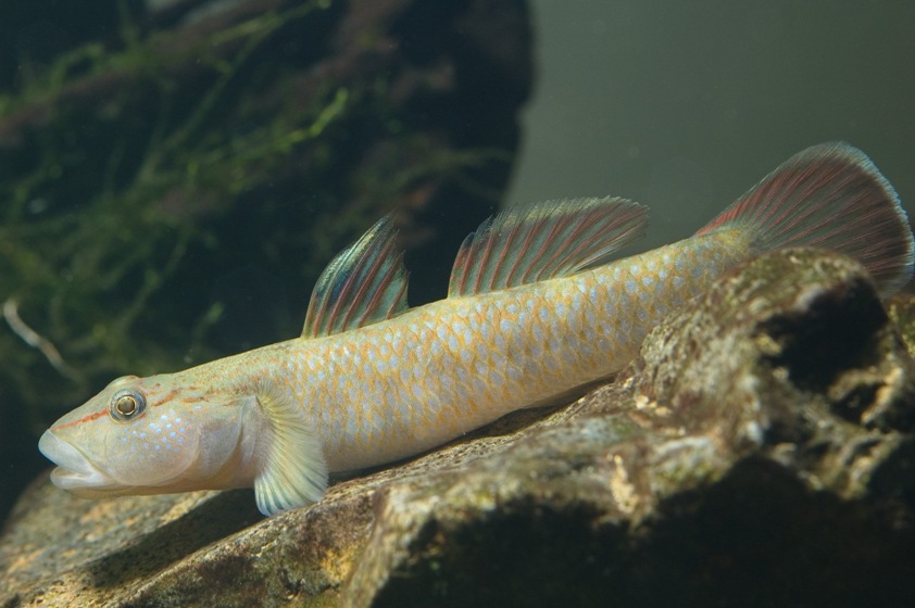 Adult male specimen from Kawane, Haibara District, Shizuoka Prefecture, Japan.